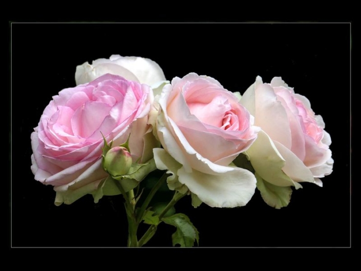 Lüdemann Horst_duftige Rosen_FP_27 P.