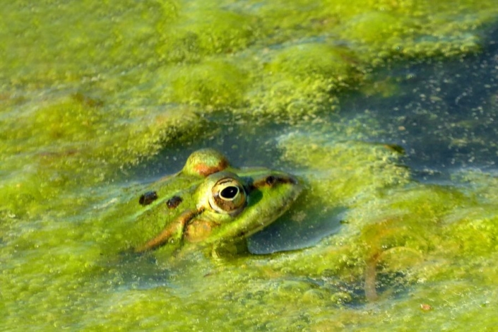 Lüdemann Ursula_Frosch im Teich_Digi_25 P