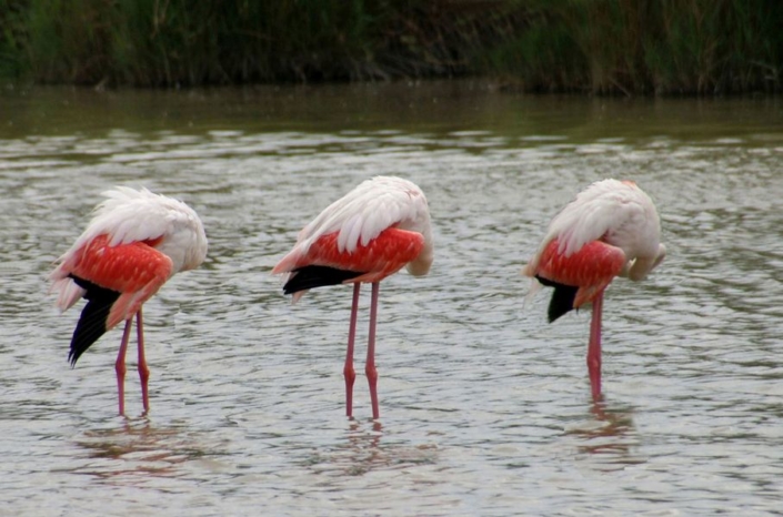 Lüdemann Ursula_schlafende Flamingos_FP_27 P.