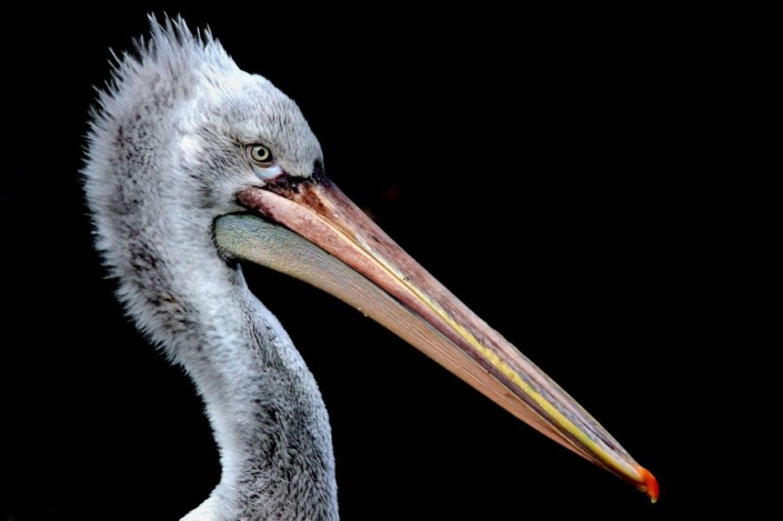 Soffner Gertraude_stolzer Vogel_29 P.