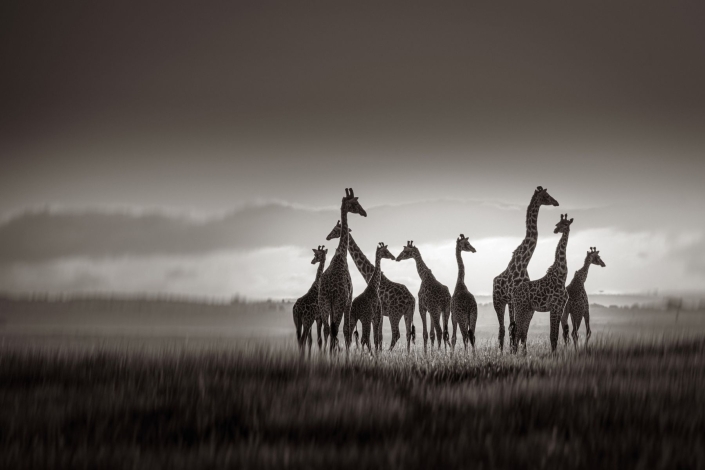 Giraffengruppe Kenya