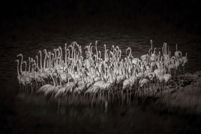 Ratay Franz_Flamingos_26 Pkte
