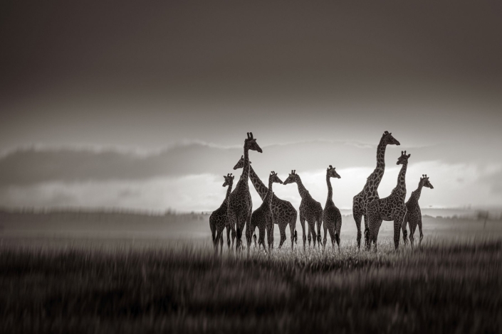 Ratay Franz_Giraffengruppe_sw_27 P