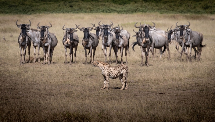 Ratay Franz_Gnu Casting_digi_27 P