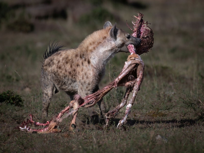 Ratay Franz_Tschüss Gazelle_25 P