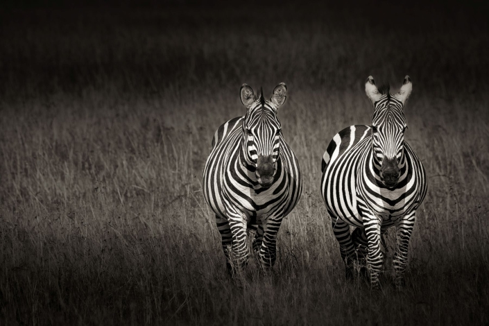Ratay Franz_Zebra_sw_24 P