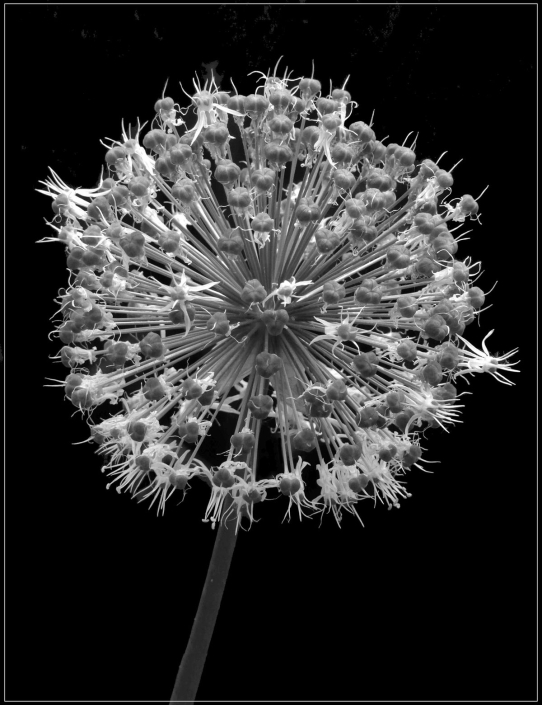 Lüdemann Horst_Blüte_SW_26 Pkte