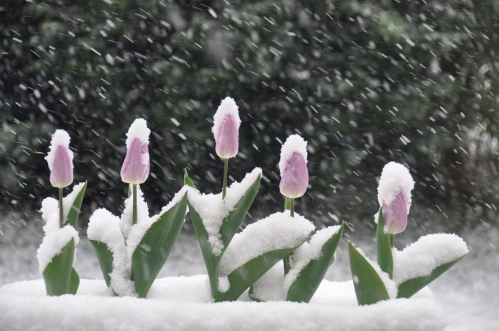 Großkopf Peter_Blumen im Schnee_27 Pkte