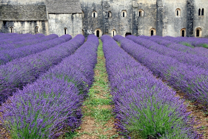 Lüdemann Horst_Lavendel vor Kloster_27 Pkte