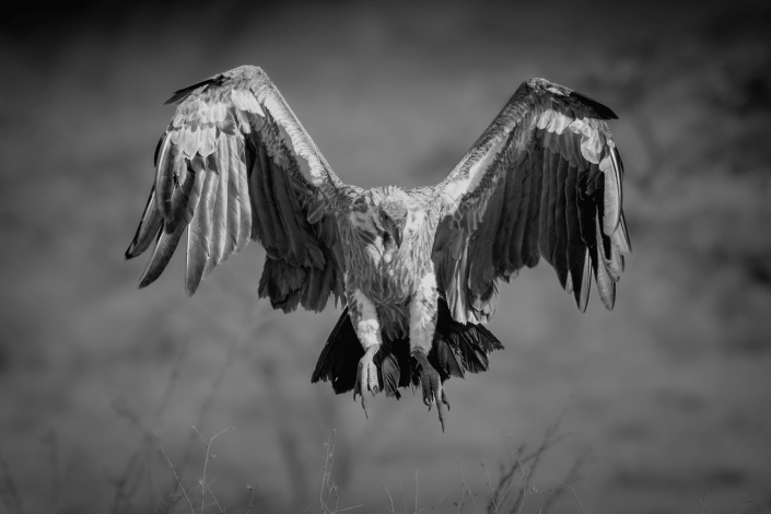 Ratay Franz_Geier im Anflug_29 Pkte