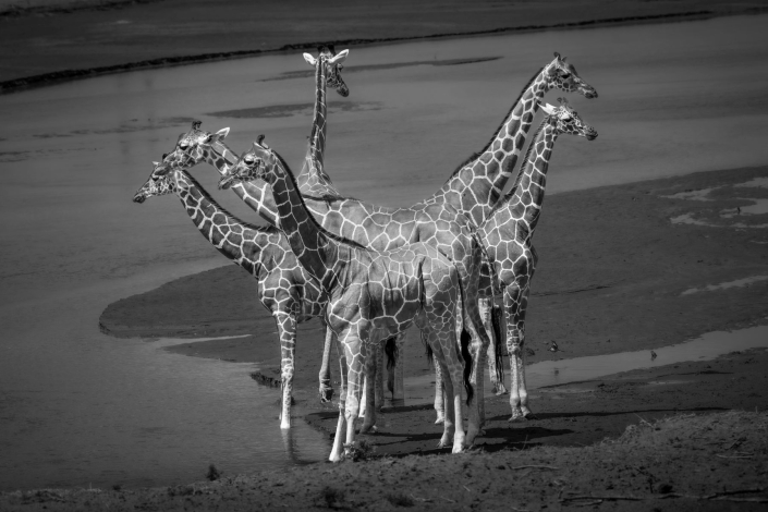Ratay Franz_Giraffengruppe_25 Pkte