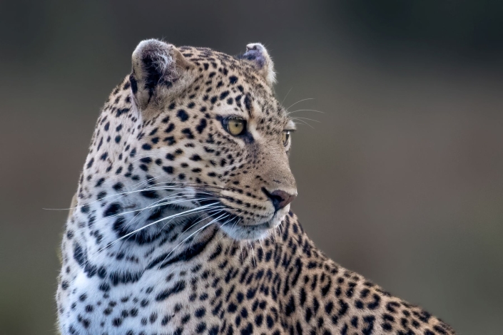 Ratay Franz_Leopard_26 Pkte