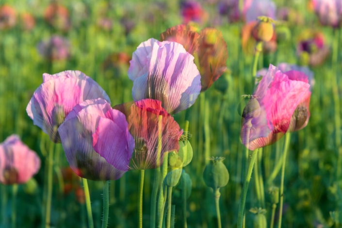Ratay Franz_Mohnblüten2_26 Pkte