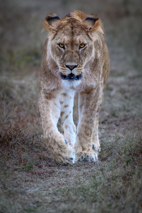 Ratay Franz_Simba_26 Pkte