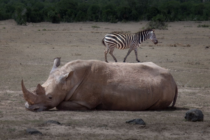 Ratay Franz_Zebra behind Rhino_27 Pkte