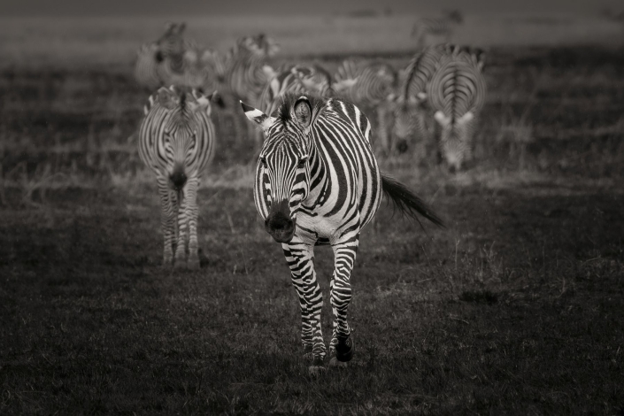 Ratay Franz_Zebras_26 Pkte