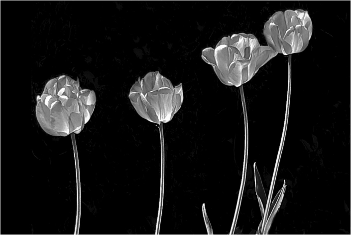 Soffner Gertraude_Tulpen_26 Pkte