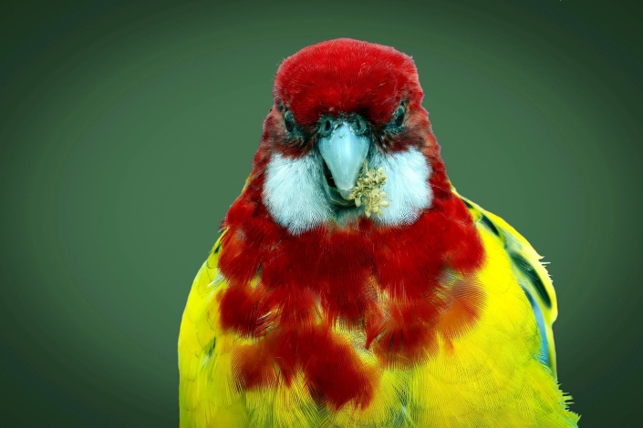 Lüdemann Horst_bunter Vogel_28 Pkte