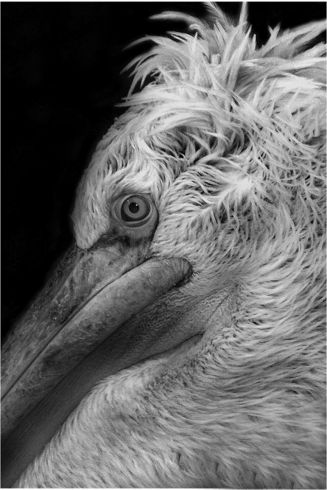 Soffner Gertraude_Pelikan_29 Pkte