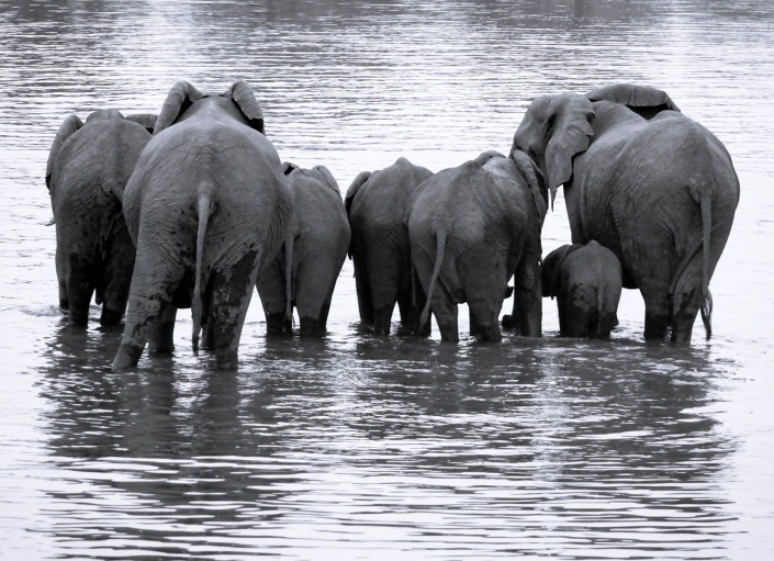 Dr. Grosskopf Peter_Elefantenherde_SW_24 Pkte