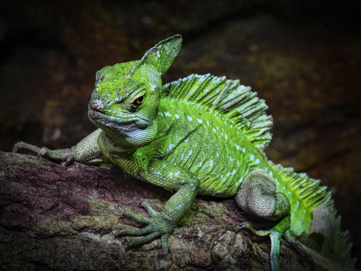 Klement Irmgard_Chamäleon_Color_25 Pkte