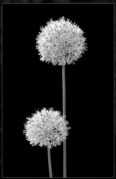 Lüdemann Horst_Zwei Knollen_SW_24 Pkte