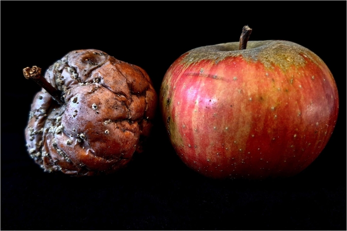 Soffner Gertraude_Äpfel_Color_25 Pkte