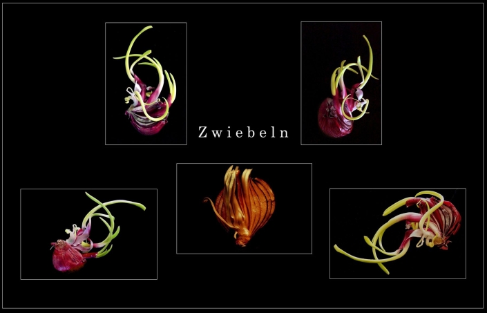 Soffner Gertraude_Zwiebeln_27 Pkte