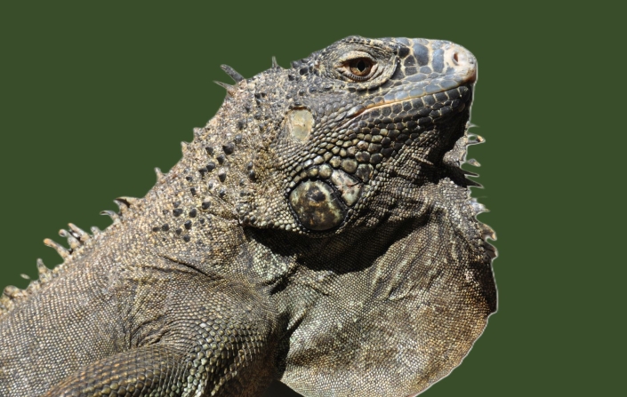 Grosskopf Peter_Leguan_24 P