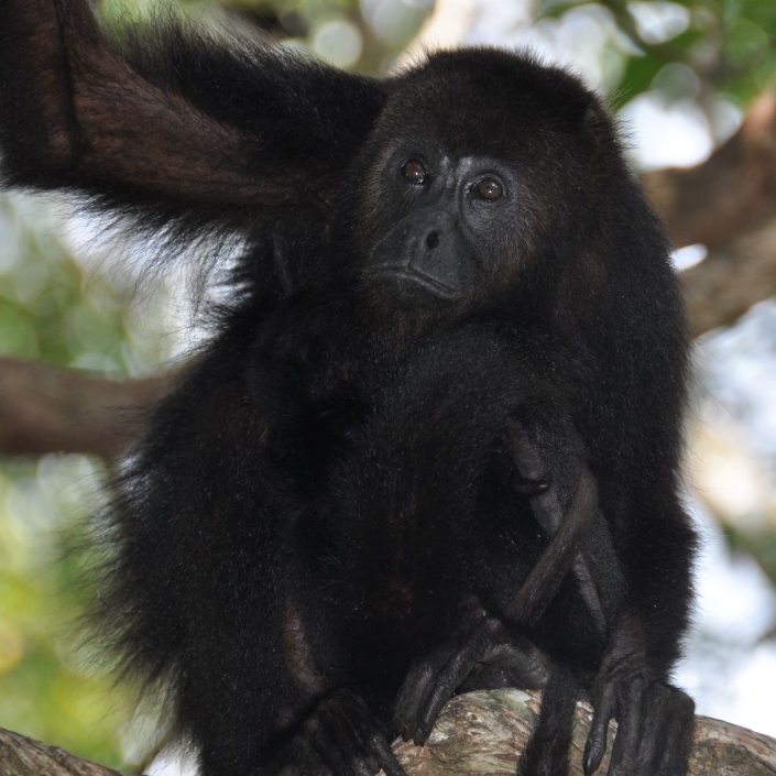 Grosskopf Peter_Trauriger Blick_25 P