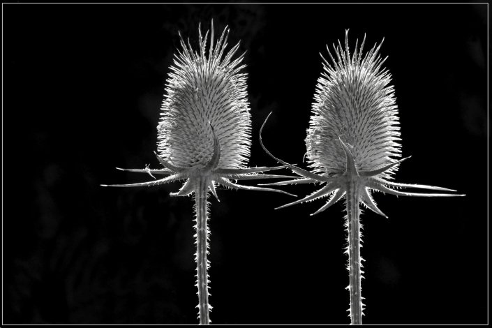 Lüdemann Horst_Zwei Disteln_27 P.