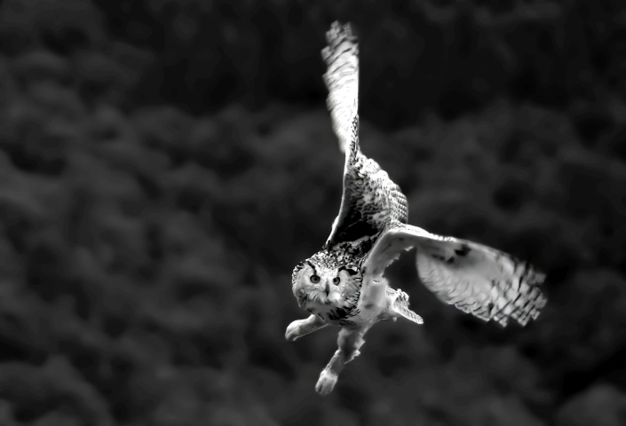 Lüdemann Horst_fliegender Uhu_25 P