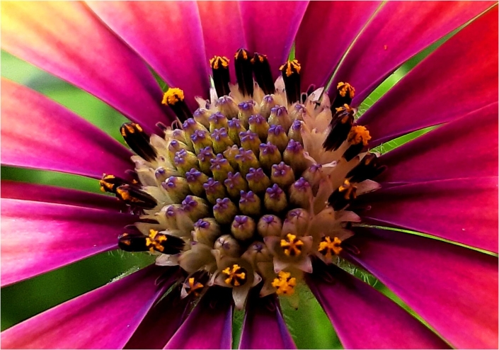 Soffner Gertraude_Blüte_27 P