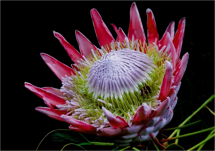 Soffner Gertraude_Protea_27 P.