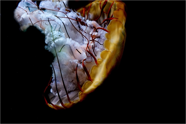 Soffner Gertraude_Qualle_26 P